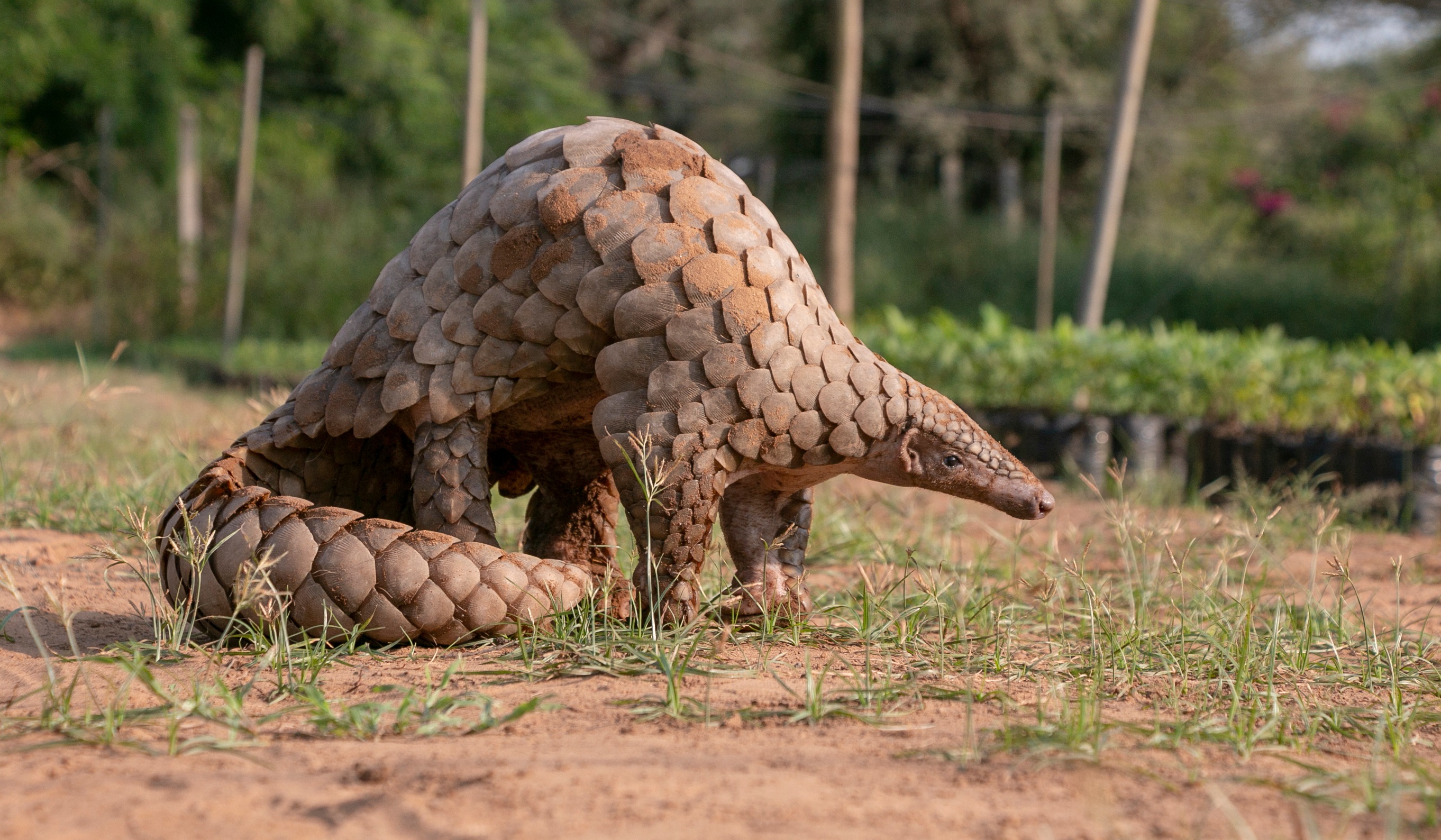 Operation Pangolin Launches To Save World’s Most Trafficked Wild Mammal ...